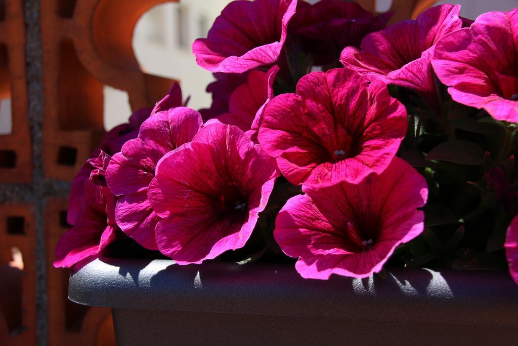 La Magnolia I L'Alzina Lägenhet Blanes Exteriör bild
